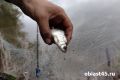 В водоёмы Курганской области выпустили более 90 миллионов мальков