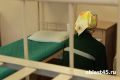 Курганская должница не гасила уголовный штраф, пока ей не начала «светить» тюрьма