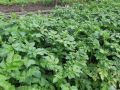 Необычный способ повышения урожайности картофеля: что нужно знать огородникам