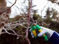 Секреты весенней обрезки: как создать цветущий сад без лишних хлопот