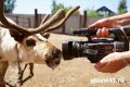 Кабаны в грязевых ваннах и лосята у солонцов: редкие кадры из курганских лесов