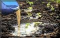 Секреты получения большого урожая без покупных удобрений