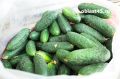 В Курганской области подешевели огурцы, но подорожал картофель