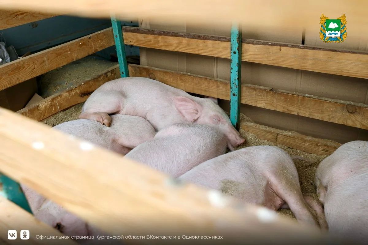 Изделия ручной работы и сельхозпродукция, турнир косарей и веселые песни и танцы – яркими событиями и бойкой торговлей встретила жителей и гостей Курганской области Крестовско-Ивановская ярмарка Изделия ручной работы и сельхозпродукция, турнир косарей и веселые песни и танцы – яркими событиями и бойкой торговлей встретила жителей и гостей Курганской области Крестовско-Ивановская ярмарка