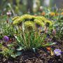 Как справиться с одуванчиками: самые эффективные методы