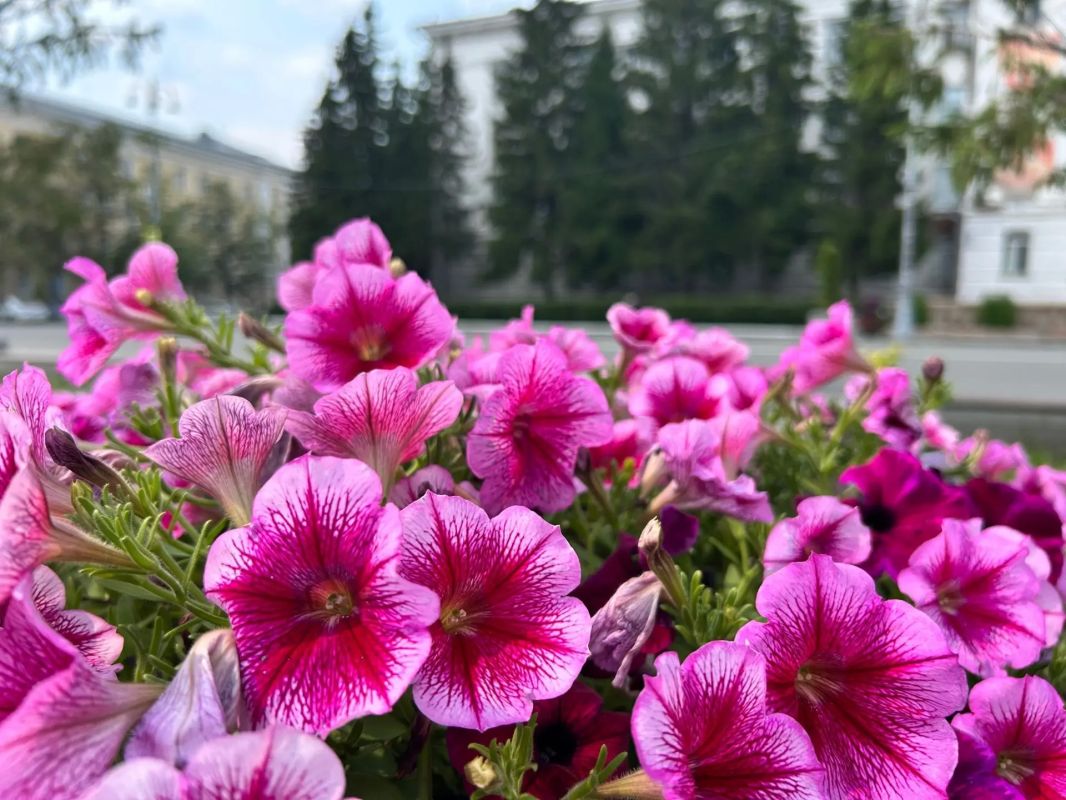 В Кургане продолжается озеленительная кампания В Кургане продолжается озеленительная кампания