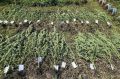 В Шадринске у дачника нашли теплицу с коноплей и 2,7 кг сырья