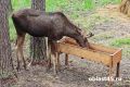 � ���������� ������� � ���� �������� ������������� ��� ����� �������� ���� � ����