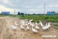 Сжечь потроха и вымыть обувь: курганцам озвучили строгие правила охоты в сезон птичьего гриппа