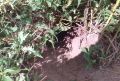 Коттеджные поселки под землей на 100 лет: какую тайную жизнь ведут барсуки в Курганской области