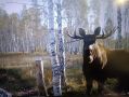 Красавец-лось позировал перед камерой в зауральском лесу