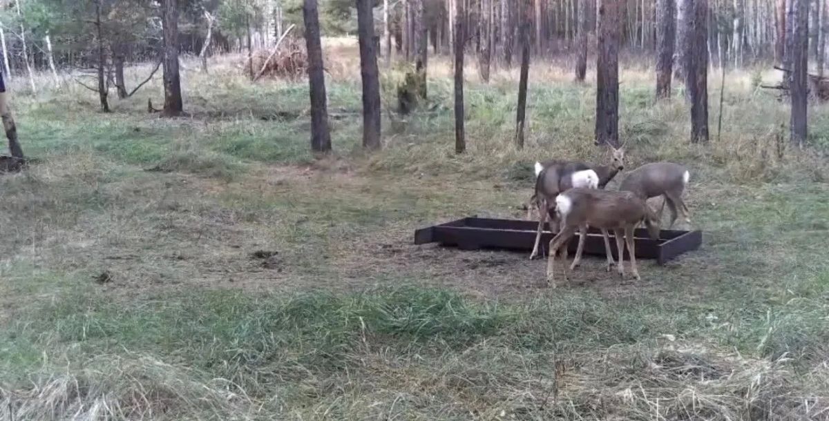 Мама-героиня: в лесу заметили еще одну косулю с тремя малышами Мама-героиня: в лесу заметили еще одну косулю с тремя малышами