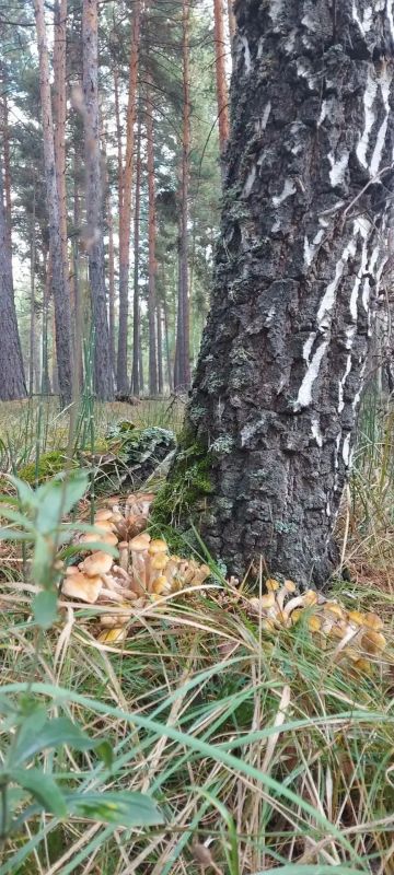 Дары природы Боровлянское общедоступное угодье Притобольного округа Дары природы Боровлянское общедоступное угодье Притобольного округа