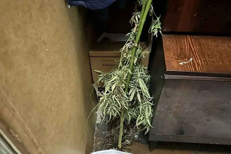 В Шумихе сотрудники полиции изъяли у местного жителя более полкилограмма конопли В Шумихе сотрудники полиции изъяли у местного жителя более полкилограмма конопли