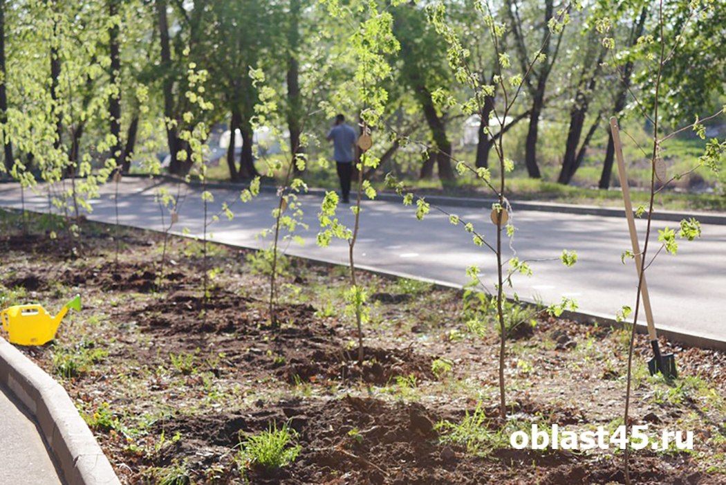 Осенняя кампания по высадке деревьев стартует в Кургане