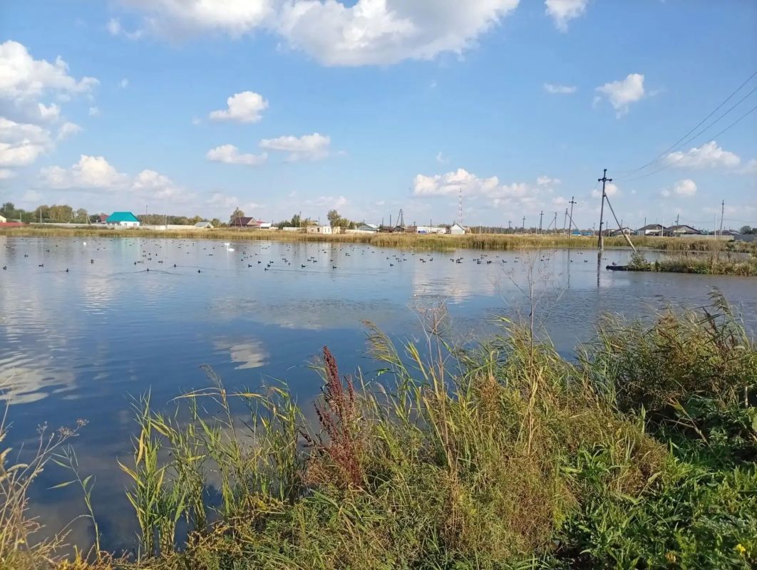 Болото Чайное в окрестностях с.Сафакулево. Лебеди, лысухи, утки