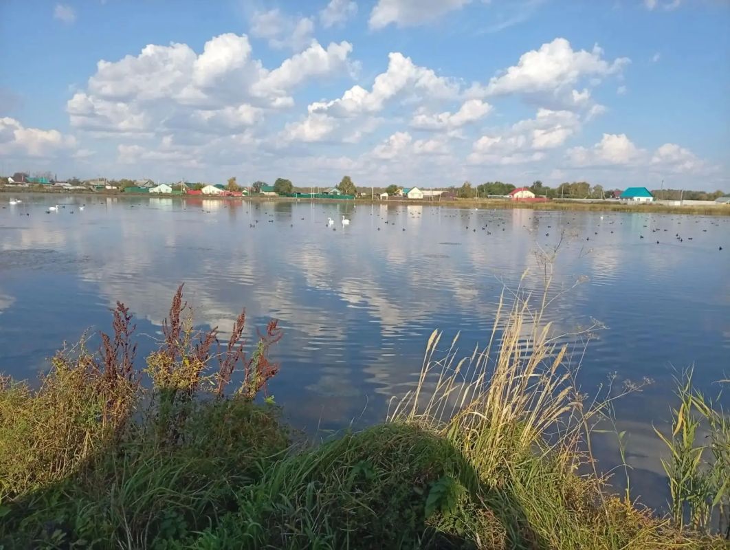 Болото Чайное в окрестностях с.Сафакулево. Лебеди, лысухи, утки Болото Чайное в окрестностях с.Сафакулево. Лебеди, лысухи, утки