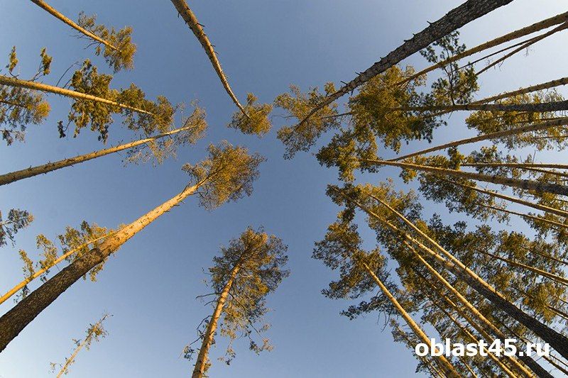 Нелегалы с пилами: мигрантов выдворили из Курганской области за незаконную вырубку леса
