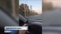 В Варгашах засняли верблюдов, которые прогуливались по улицам посёлка