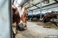 Попытка продать национализированные уральские агрохолдинги провалилась