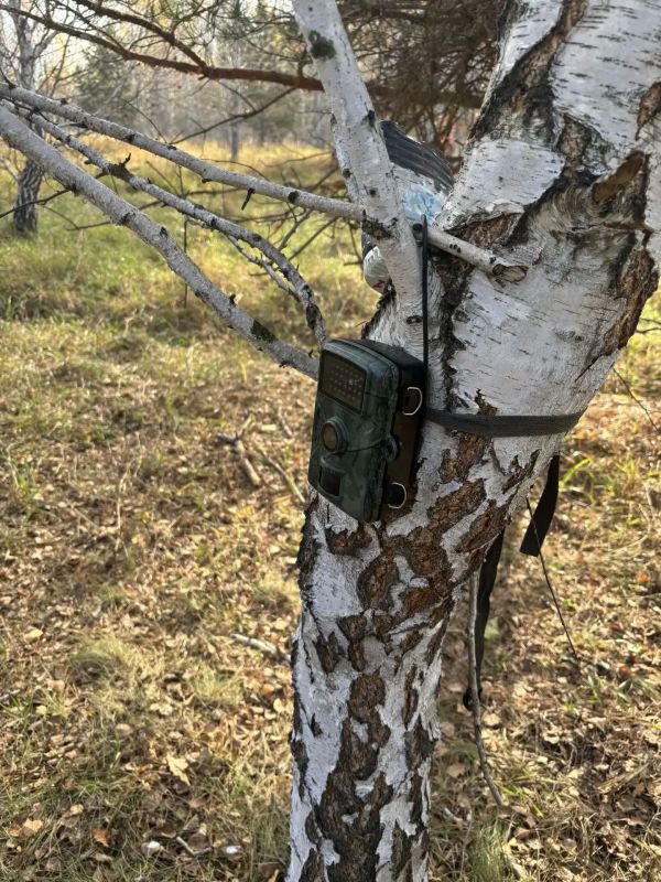 В общедоступных угодьях Щучанского муниципального округа государственными охотничьими инспекторами Управления осуществляются мероприятия по учёту копытных животных, установка информационных аншлагов В общедоступных угодьях Щучанского муниципального округа государственными охотничьими инспекторами Управления осуществляются мероприятия по учёту копытных животных, установка информационных аншлагов