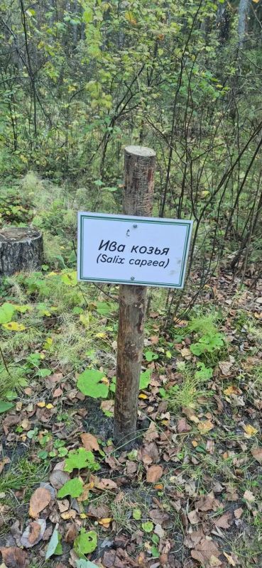 В Просветском дендрарии произошел неприятный инцидент: пострадало имущество, созданное для комфорта посетителей В Просветском дендрарии произошел неприятный инцидент: пострадало имущество, созданное для комфорта посетителей