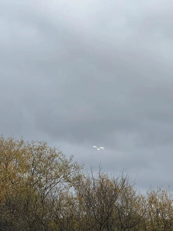 Водители будьте бдительны на дорогах! Соблюдайте скоростной режим! Возможен выход на проезжую часть диких животных! Фото с автодороги в Катайском округе Водители будьте бдительны на дорогах! Соблюдайте скоростной режим! Возможен выход на проезжую часть диких животных! Фото с автодороги в Катайском округе
