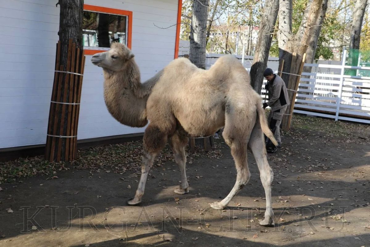 В Центральном парке культуры и отдыха произошло по-настоящему трогательное и радостное событие — в новом парке альпак родился детёныш марала
