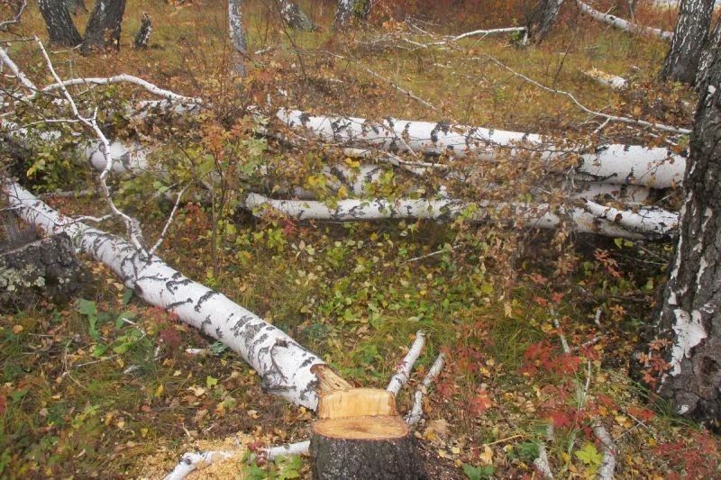 В Каргапольском округе сотрудники полиции раскрыли незаконную рубку лесных насаждений В Каргапольском округе сотрудники полиции раскрыли незаконную рубку лесных насаждений