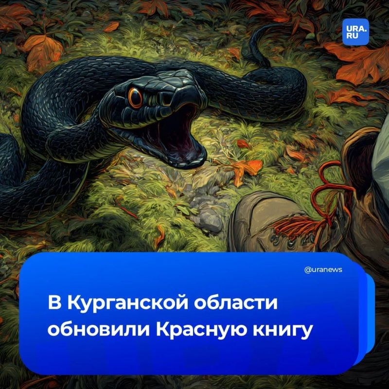 Курганская область настолько «очистилась», что в регионе почти исчезли поганки и гадюки
