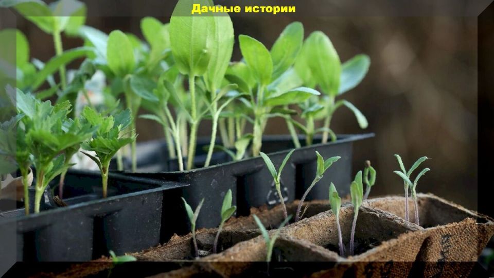 ��� ������� ��������� ������ ��� �������: ��������, ������� ��� ����?