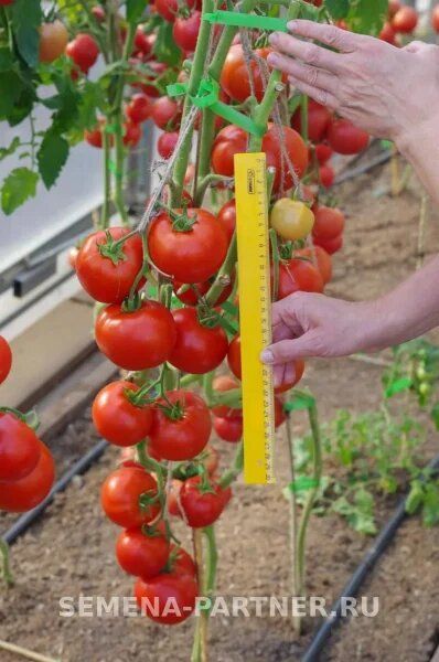 ����� �����: ��������� ������� ��� ����������� ������