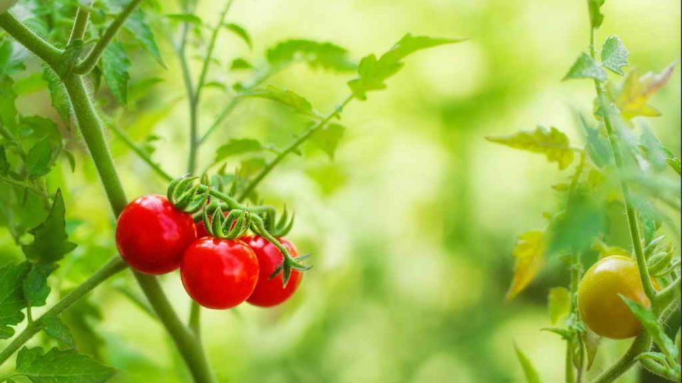 10 овощей, которые могут спасти ваш сезон: как избавиться от капризных сортов томатов