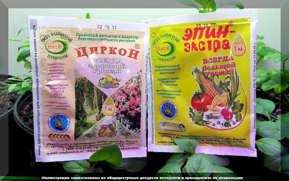 Как правильно использовать «Эпин» и «Циркон»: секреты успеха для дачников