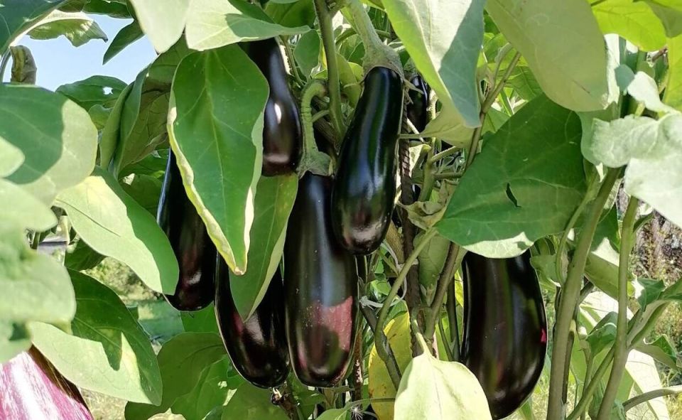 Как грамотно формировать баклажаны в теплице для обильного урожая