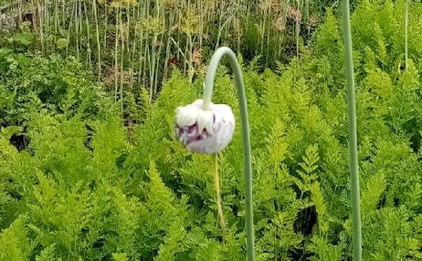 Когда убирать озимый чеснок: советы на вес золота