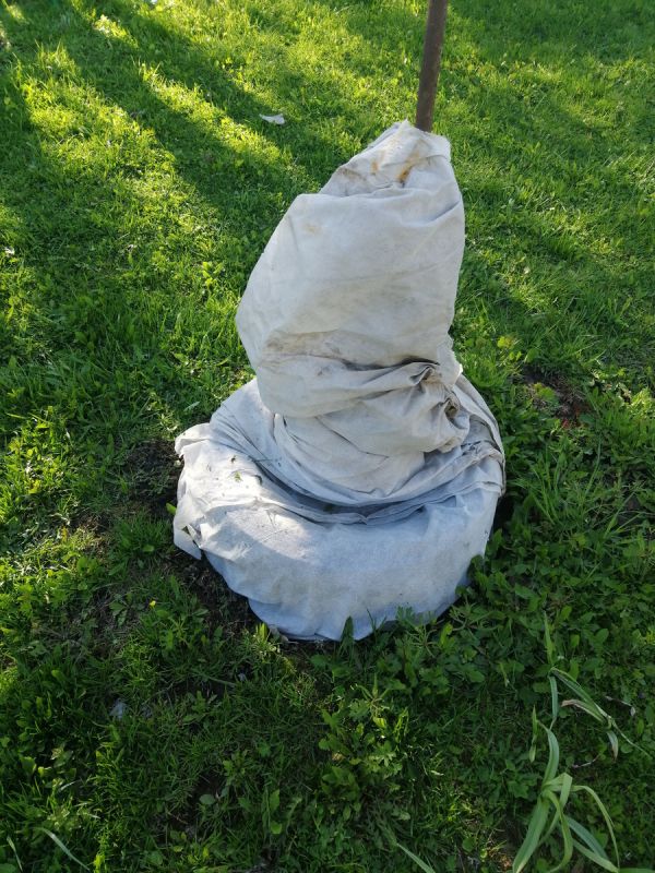 Зимние приключения роз: как пережили холод и что делать дальше