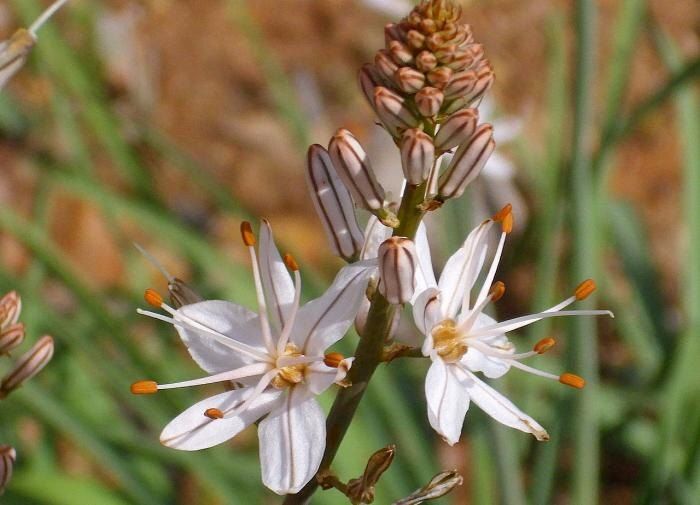 Асфоделус дудчатый: изюминка вашего сада
