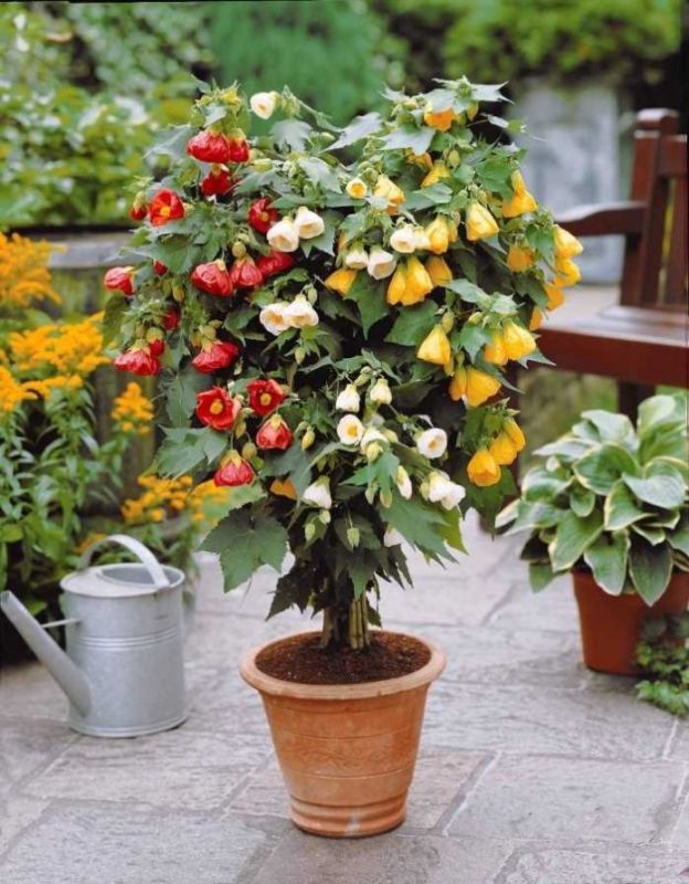 Как вырастить абутилон: секреты ухода и размножения тропической красавицы