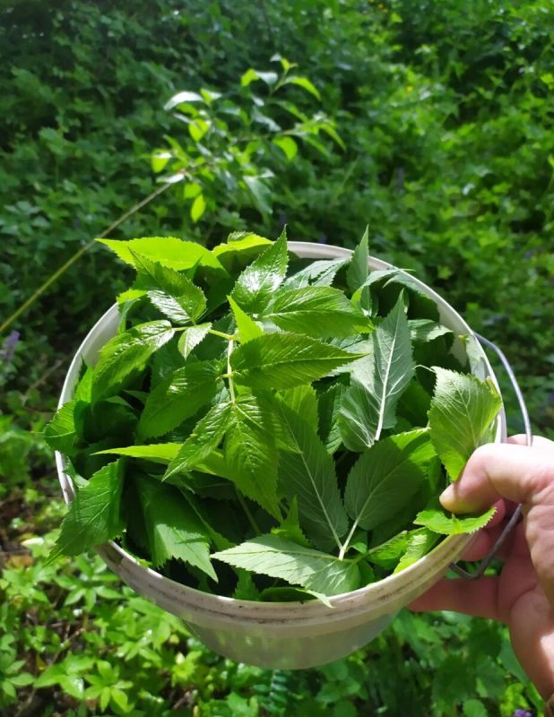 Кулинарный опыт лета: присоединяйтесь к мастер-классу на Петров пост!