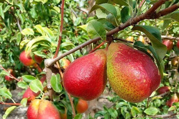 Груша Форель: сочная находка для любого сада в 2025 году