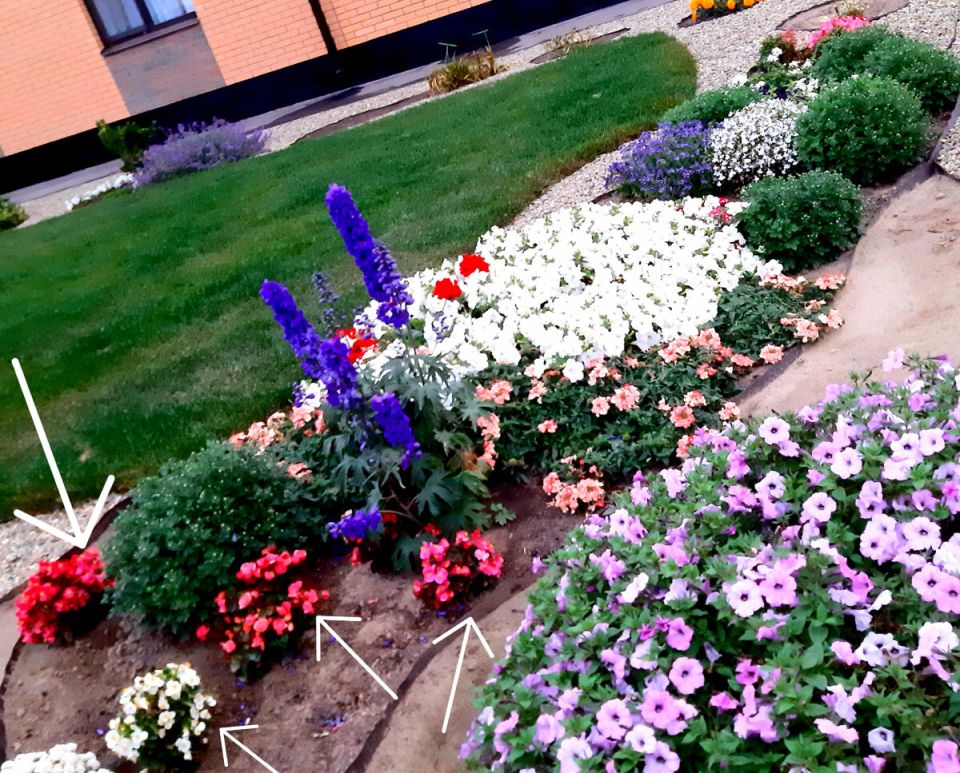 Бегонии: вечные цветы для вашего сада