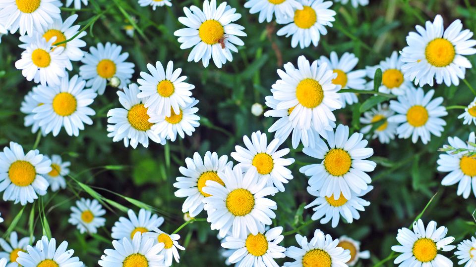 Загадочный аромат ромашки: как добавить магии в повседневную жизнь