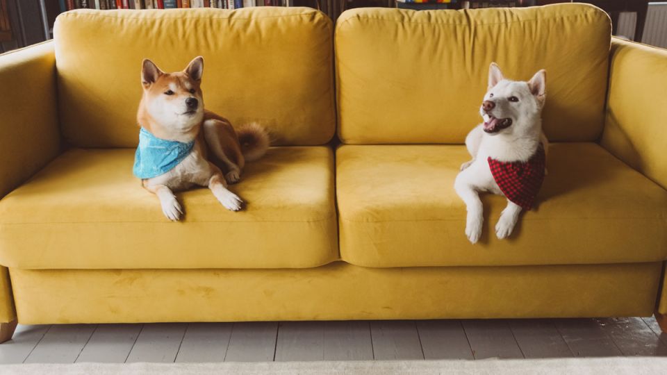 Соседские собачки подали жительнице квартиры в суд: что дальше?