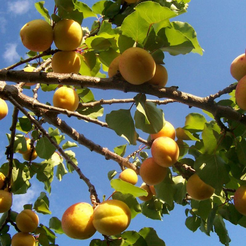 Как сохранить абрикос от высыхания: главные советы садоводов