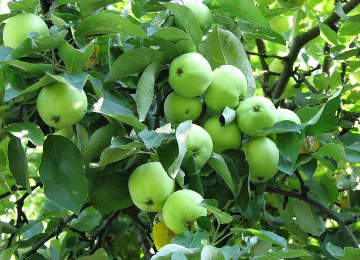 Ошибки соседства яблонь с овощами: советы для садоводов