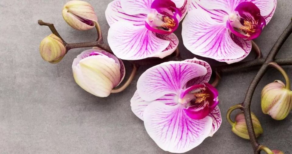Орхидеи: красота и уход за экзотическими цветами