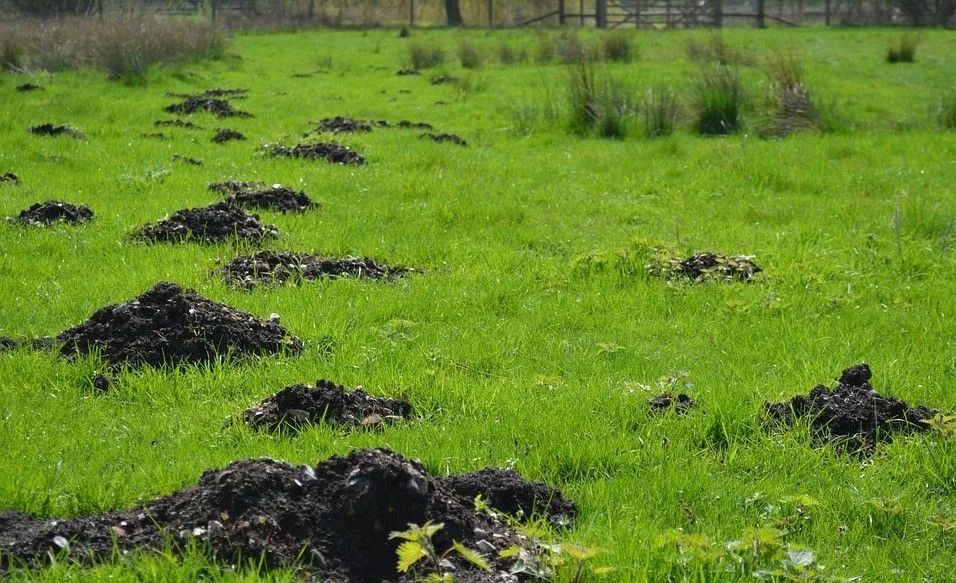 Эффективные методы борьбы с землеройками: Испытания и находки