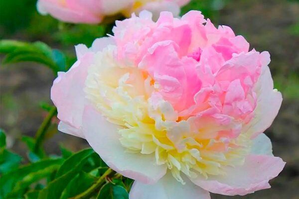 Пионы Распберри Сандей: Красота и Устойчивость для Вашего Сада