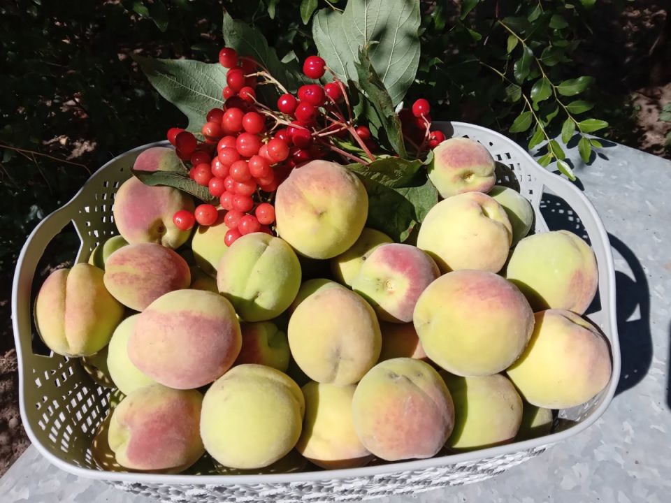 Секреты персикового дерева: как сохранять урожай на протяжении лет